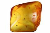 Six Fossil Flies (Diptera) In Baltic Amber #173629-5